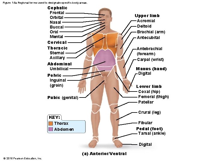 Figure 1. 5 a Regional terms used to designate specific body areas. Cephalic Frontal