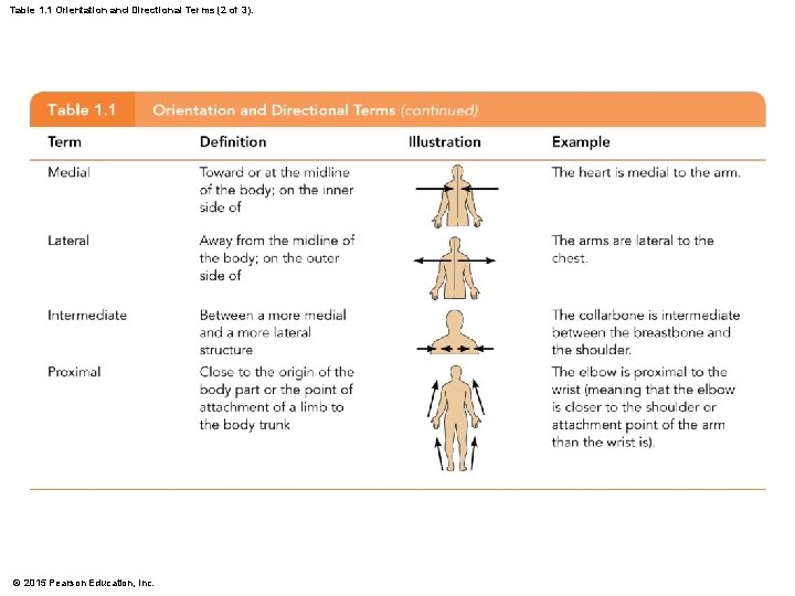 Table 1. 1 Orientation and Directional Terms (2 of 3). © 2015 Pearson Education, Table 1. 1 Orientation and Directional Terms (2 of 3). © 2015 Pearson Education,