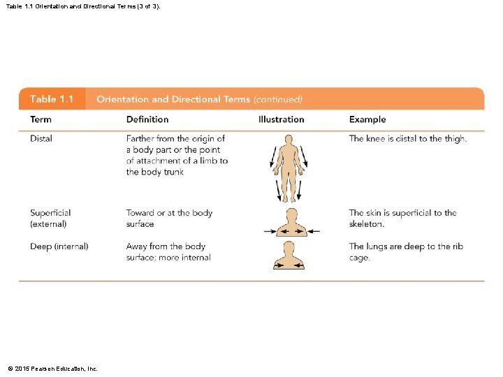 Table 1. 1 Orientation and Directional Terms (3 of 3). © 2015 Pearson Education, Table 1. 1 Orientation and Directional Terms (3 of 3). © 2015 Pearson Education,
