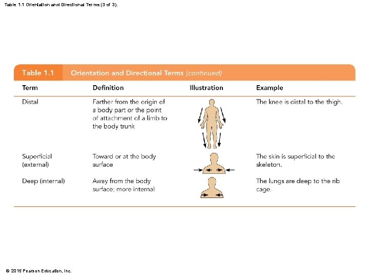 Table 1. 1 Orientation and Directional Terms (3 of 3). © 2015 Pearson Education,