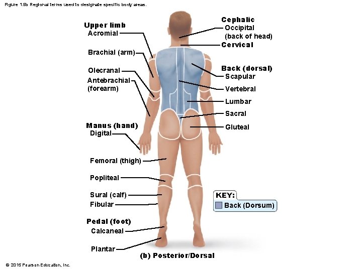 Figure 1. 5 b Regional terms used to designate specific body areas. Cephalic Occipital Figure 1. 5 b Regional terms used to designate specific body areas. Cephalic Occipital