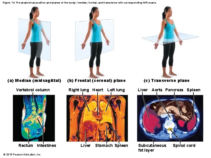 Figure 1. 6 The anatomical position and planes of the body—median, frontal, and transverse