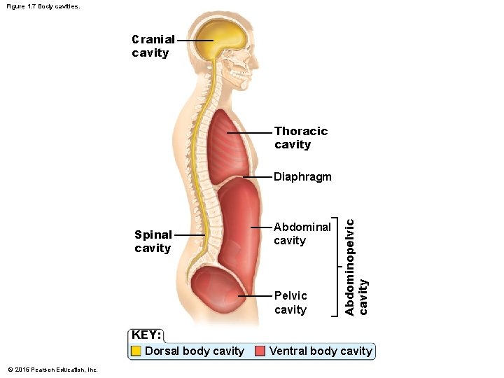 Figure 1. 7 Body cavities. Cranial cavity Thoracic cavity Spinal cavity Abdominal cavity Pelvic