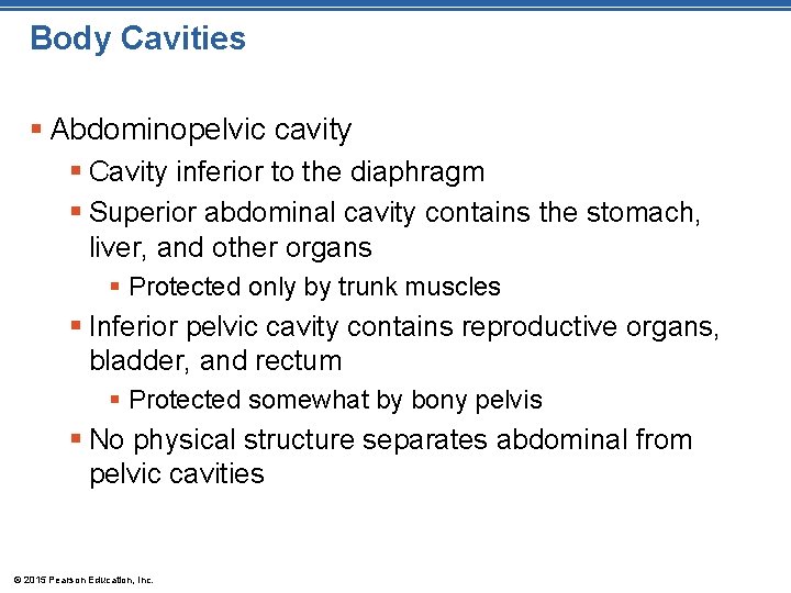 Body Cavities § Abdominopelvic cavity § Cavity inferior to the diaphragm § Superior abdominal