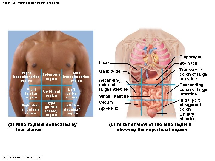 Figure 1. 9 The nine abdominopelvic regions. Liver Right Left Epigastric hypochondriac region Right