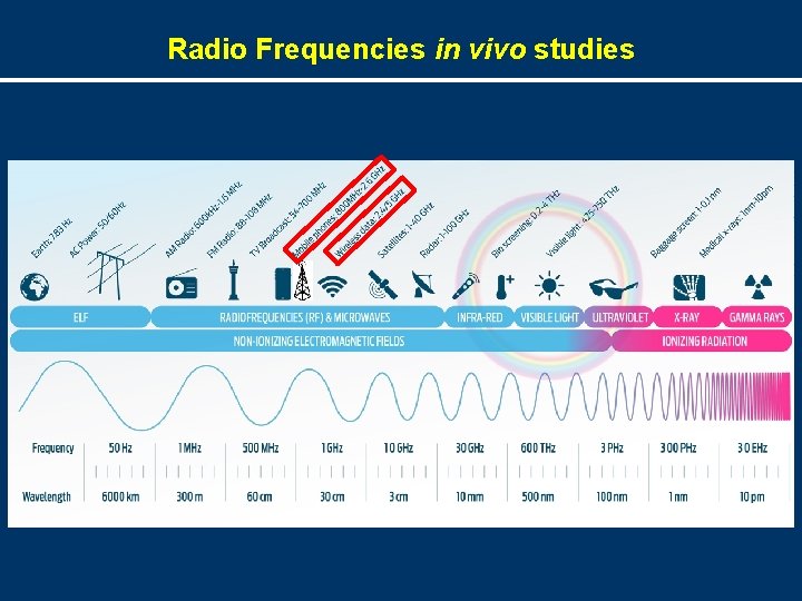 Radio Frequencies in vivo studies 