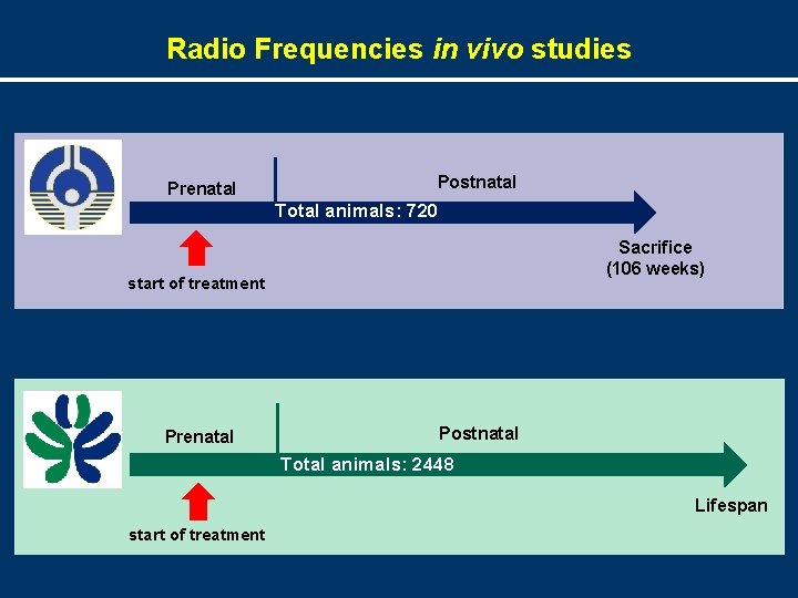 Radio Frequencies in vivo studies Prenatal Postnatal Total animals: 720 Sacrifice (106 weeks) start
