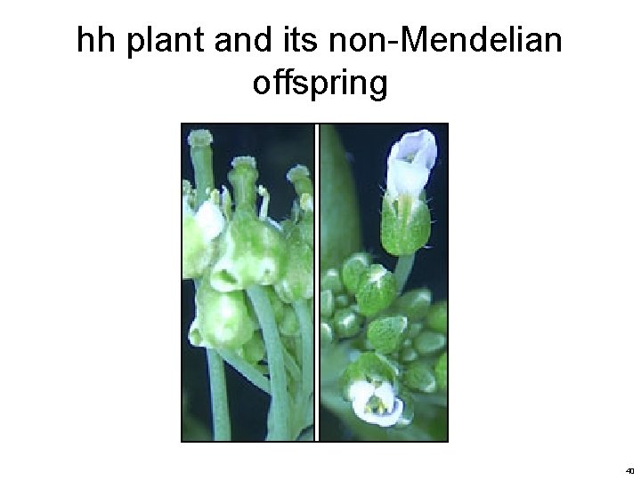 hh plant and its non-Mendelian offspring 40 