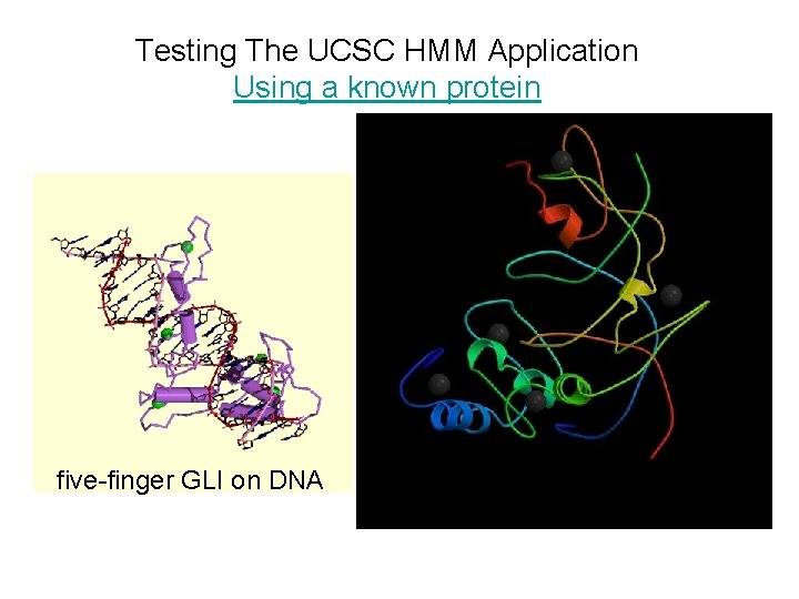 Testing The UCSC HMM Application Using a known protein five-finger GLI on DNA 