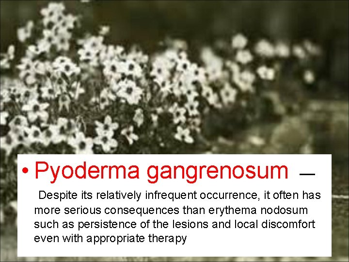  • Pyoderma gangrenosum — Despite its relatively infrequent occurrence, it often has more