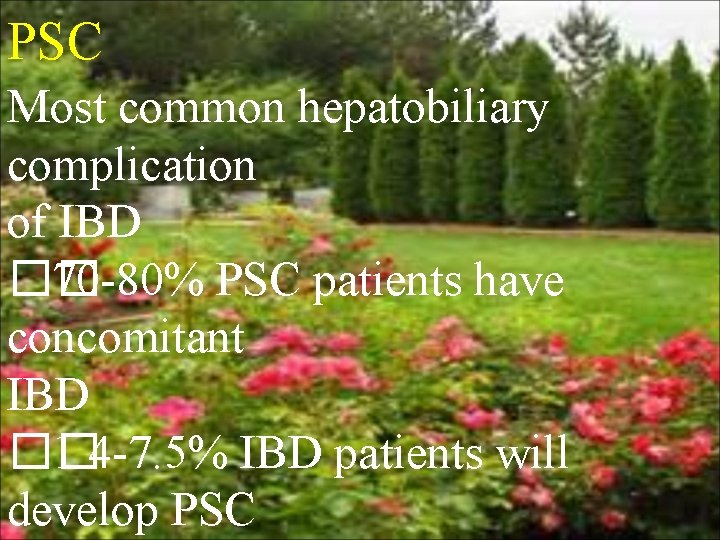 PSC Most common hepatobiliary complication of IBD �� 70 -80% PSC patients have concomitant