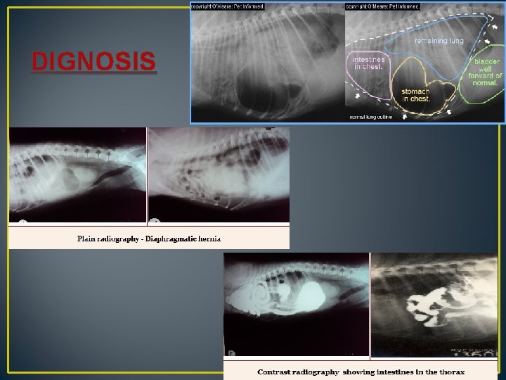 DIGNOSIS 