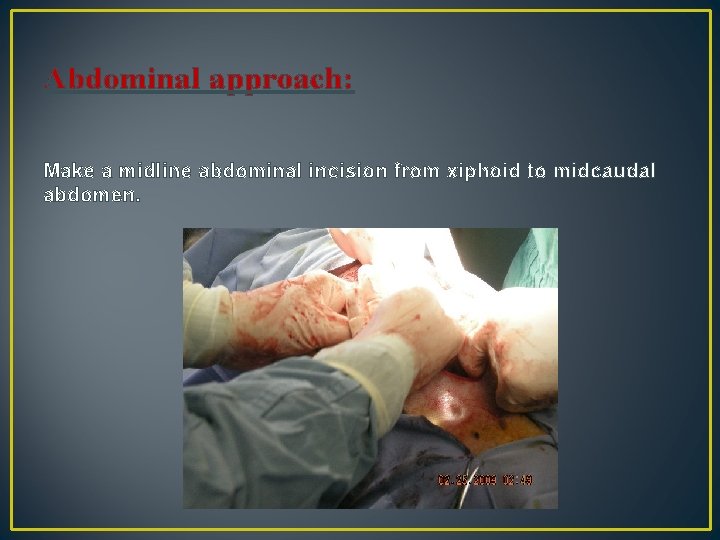Abdominal approach: Make a midline abdominal incision from xiphoid to midcaudal abdomen. 