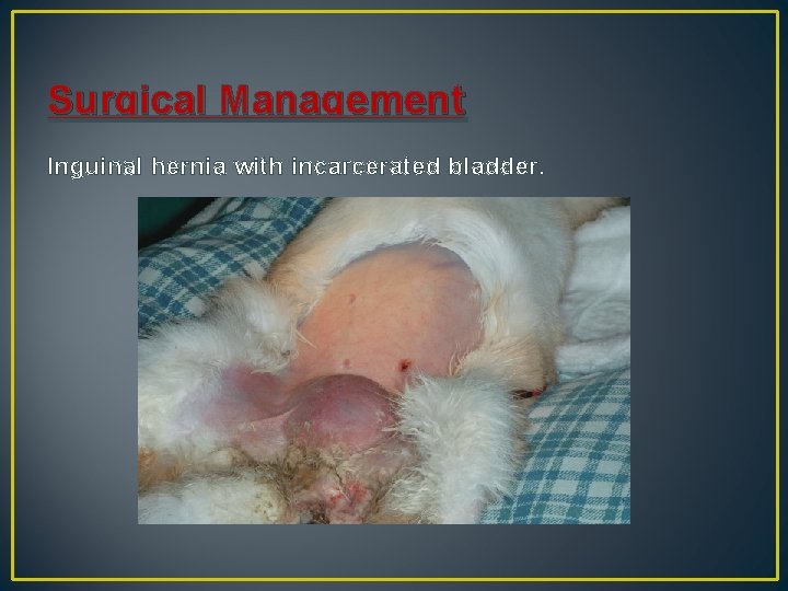 Surgical Management Inguinal hernia with incarcerated bladder. 