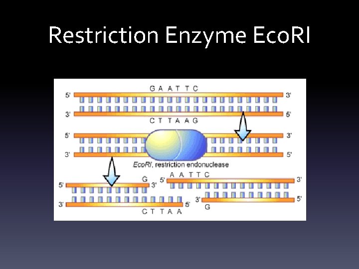 Restriction Enzyme Eco. RI 
