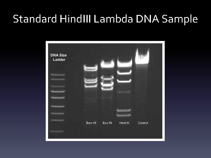 Standard Hind. III Lambda DNA Sample 