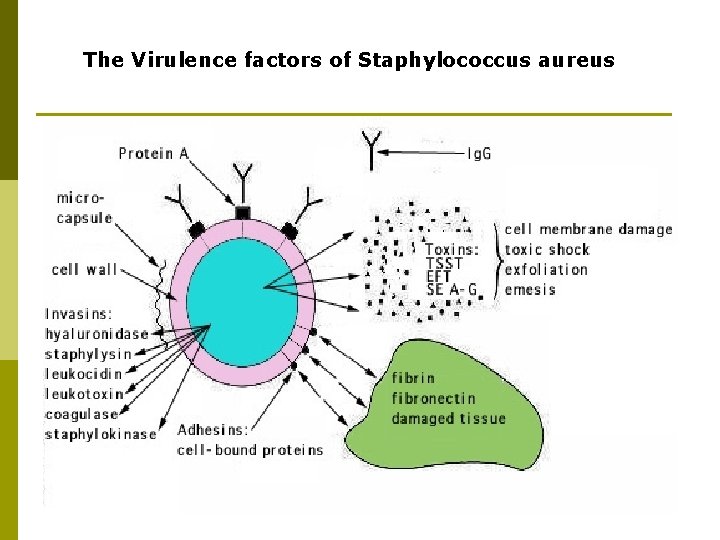 The Virulence factors of Staphylococcus aureus 