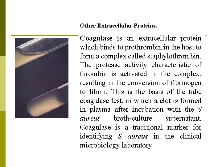 Other Extracellular Proteins. Coagulase is an extracellular protein which binds to prothrombin in the