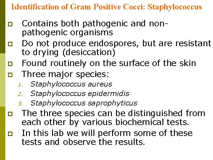 Identification of Gram Positive Cocci: Staphylococcus p p Contains both pathogenic and nonpathogenic organisms
