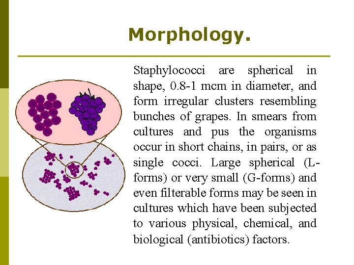 Morphology. Staphylococci are spherical in shape, 0. 8 -1 mcm in diameter, and form