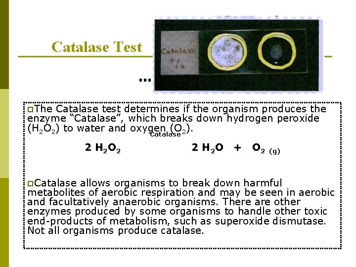 Catalase Test p. The Catalase test determines if the organism produces the enzyme “Catalase”,