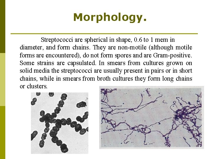 Morphology. Streptococci are spherical in shape, 0. 6 to 1 mem in diameter, and