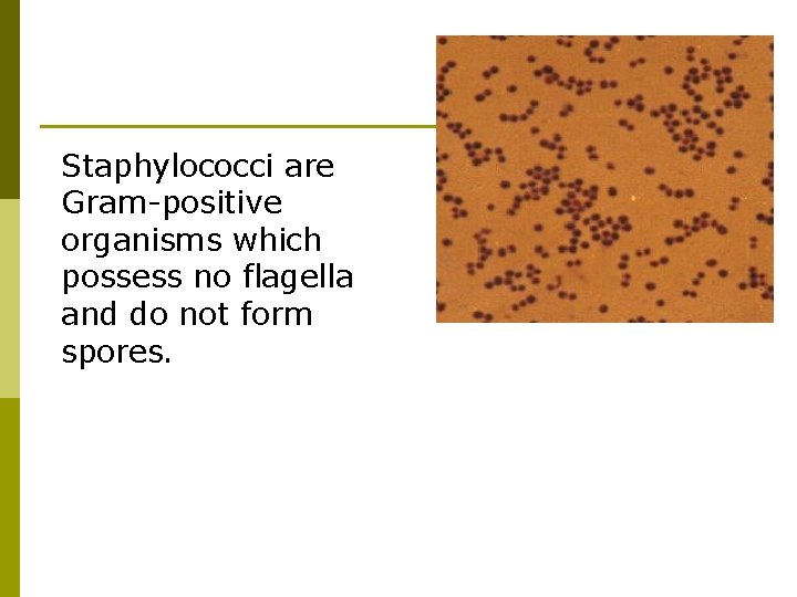 Staphylococci are Gram-positive organisms which possess no flagella and do not form spores. 