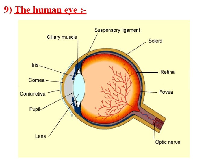 9) The human eye : - 