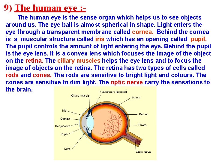 9) The human eye : The human eye is the sense organ which helps