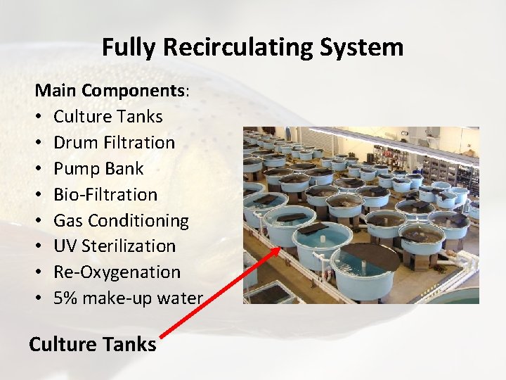 Fully Recirculating System Main Components: • Culture Tanks • Drum Filtration • Pump Bank