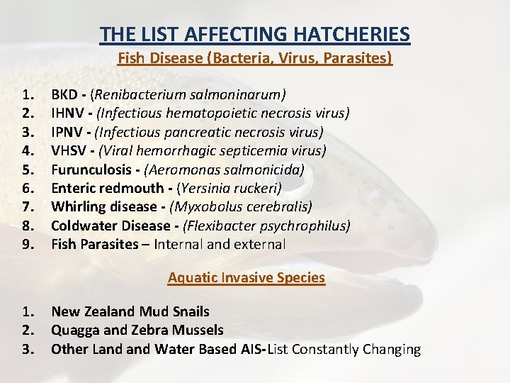 THE LIST AFFECTING HATCHERIES Fish Disease (Bacteria, Virus, Parasites) 1. 2. 3. 4. 5.