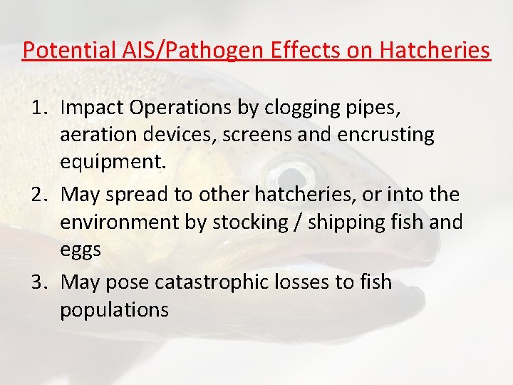 Potential AIS/Pathogen Effects on Hatcheries 1. Impact Operations by clogging pipes, aeration devices, screens