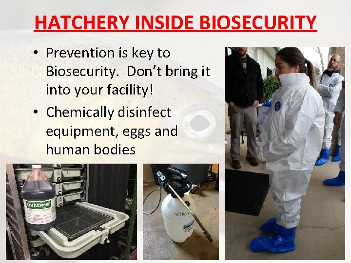 HATCHERY INSIDE BIOSECURITY • Prevention is key to Biosecurity. Don’t bring it into your