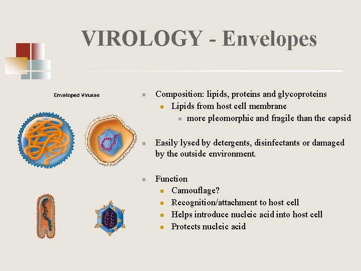 VIROLOGY - Envelopes n n n Composition: lipids, proteins and glycoproteins n Lipids from