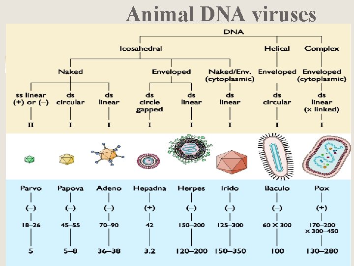 Animal DNA viruses 