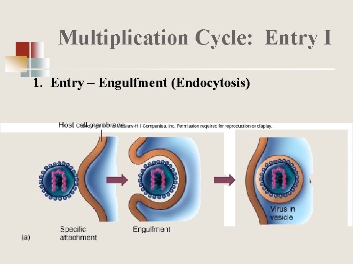Multiplication Cycle: Entry I 1. Entry – Engulfment (Endocytosis) 