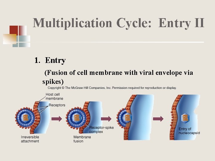 Multiplication Cycle: Entry II 1. Entry (Fusion of cell membrane with viral envelope via