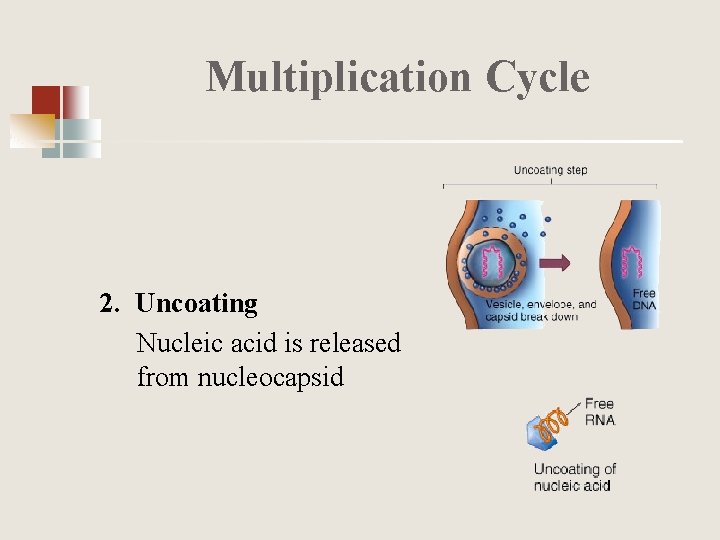 Multiplication Cycle 2. Uncoating Nucleic acid is released from nucleocapsid 