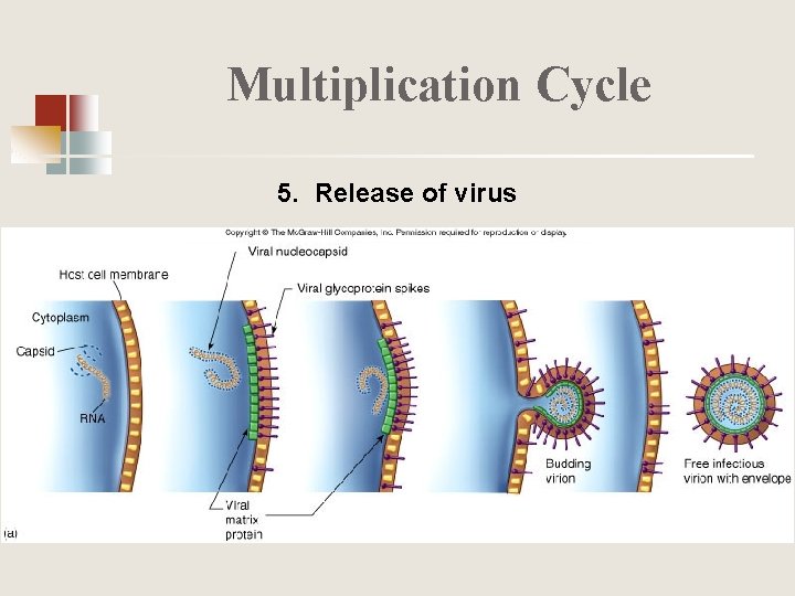 Multiplication Cycle 5. Release of virus 
