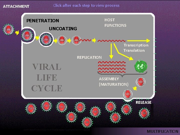 ATTACHMENT Click after each step to view process HOST FUNCTIONS PENETRATION UNCOATING Transcription Translation