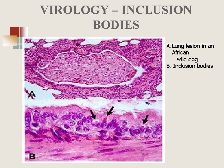 VIROLOGY – INCLUSION BODIES A. Lung lesion in an African wild dog B. Inclusion