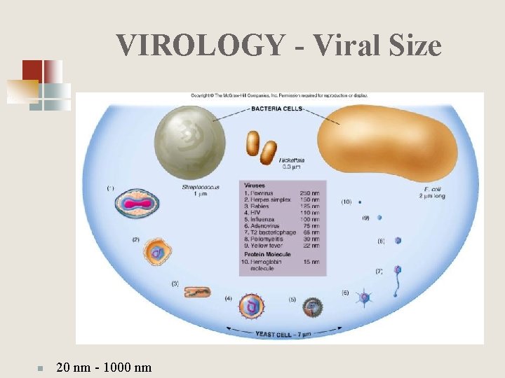 VIROLOGY - Viral Size n 20 nm - 1000 nm 