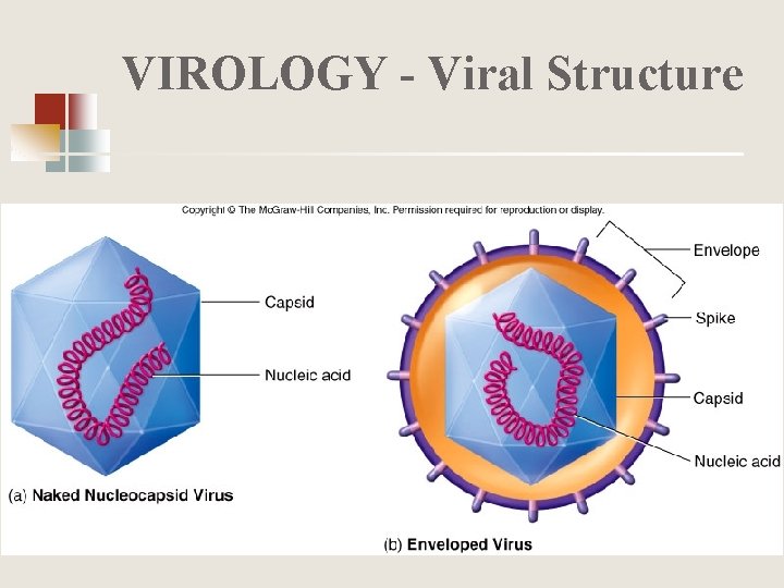VIROLOGY - Viral Structure 