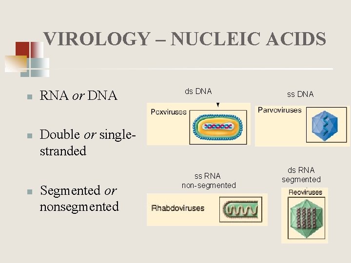 VIROLOGY – NUCLEIC ACIDS n n n RNA or DNA ds DNA ss DNA
