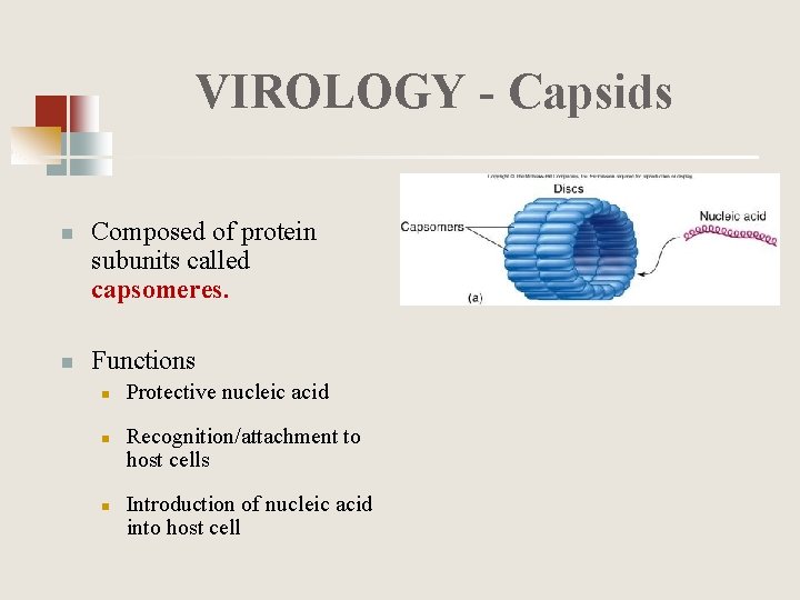VIROLOGY - Capsids n n Composed of protein subunits called capsomeres. Functions n n