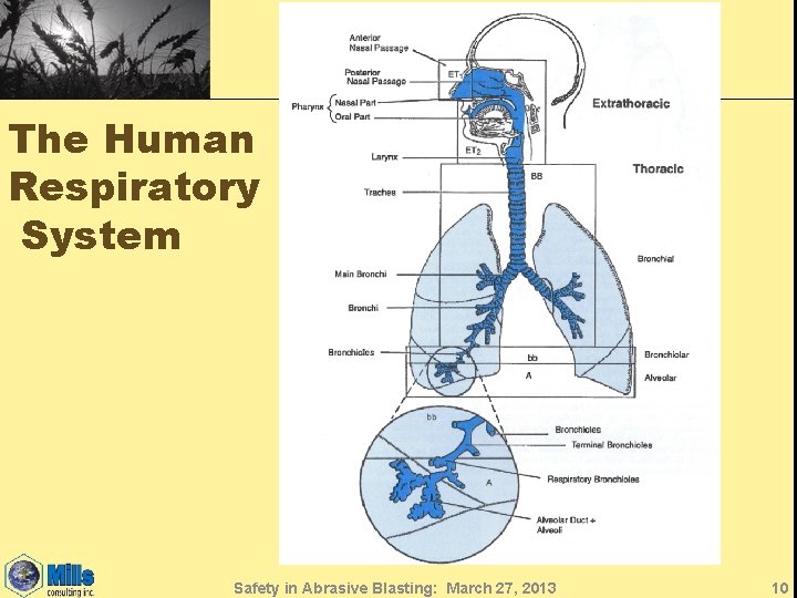 The Human Respiratory System Safety in Abrasive Blasting: March 27, 2013 10 