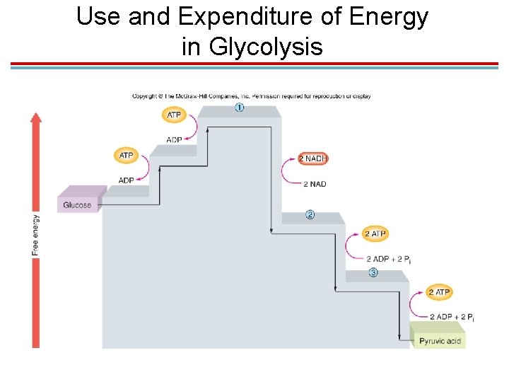 Use and Expenditure of Energy in Glycolysis 