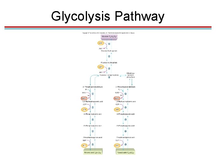 Glycolysis Pathway 