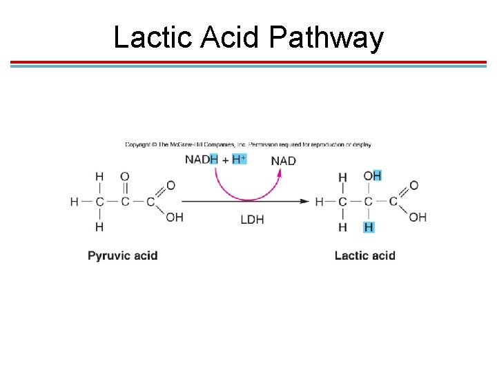 Lactic Acid Pathway 