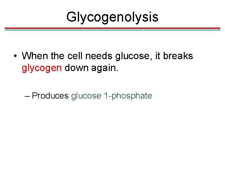 Glycogenolysis • When the cell needs glucose, it breaks glycogen down again. – Produces